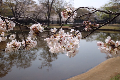 代々木公園桜