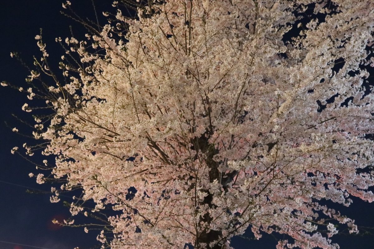 夜桜