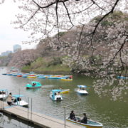 ボートと桜
