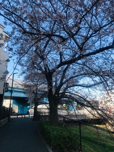 空堀川の桜