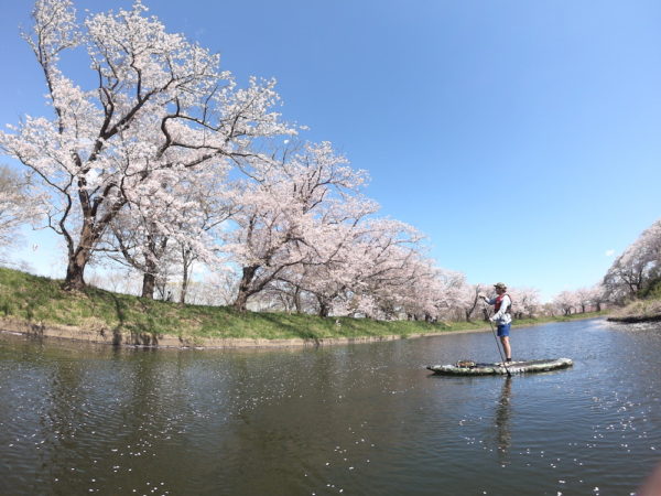 福岡堰でお花見SUP
