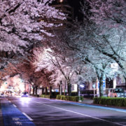 東村山市の夜桜