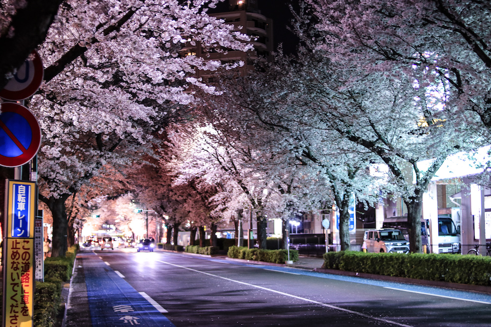 東村山市の夜桜